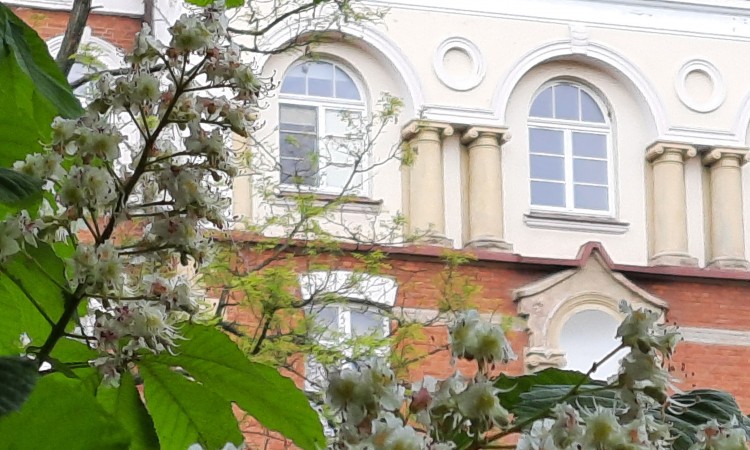 Kasztany zakwitły, maturzyści rozpoczynają wakacje